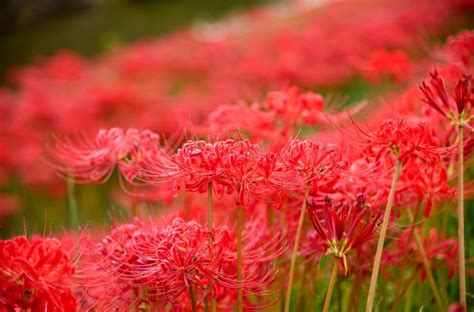 彼岸花 風水|彼岸花（ヒガンバナ）の情報一覧～花言葉・意味・見。